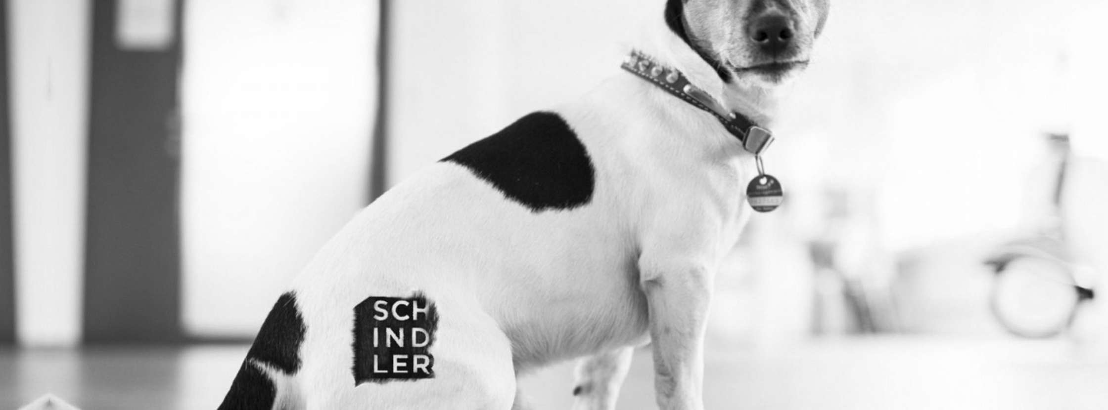 schindler creations hund mit logo am hintern